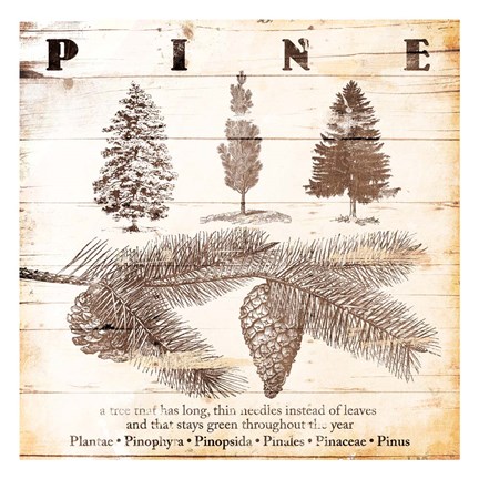 Framed Pine Print