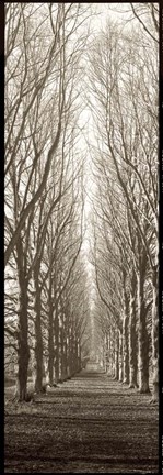 Framed Hampton Gates Promenade Print