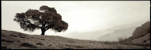 Framed Black Oak I Print