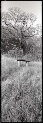 Framed Novato Oak Print