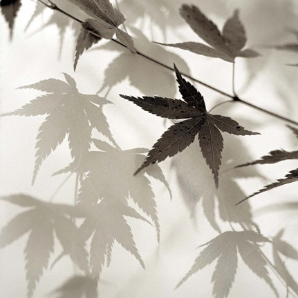 Framed Florison 62 Print