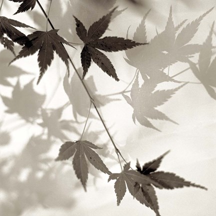 Framed Florison 63 Print