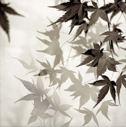 Framed Florison 57 Print