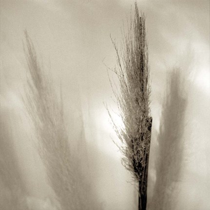 Framed Florison 53 Print