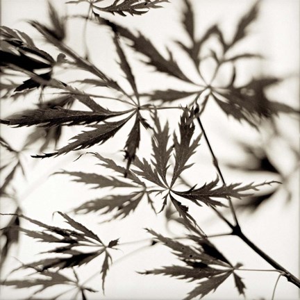 Framed Florison 50 Print