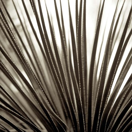 Framed Florison 48 Print