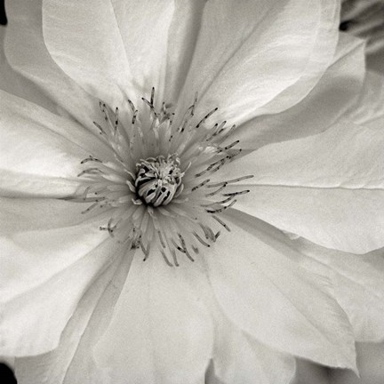 Framed Florison 32 Print