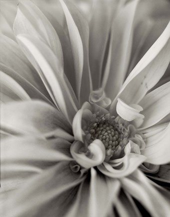 Framed Florison 21 Print