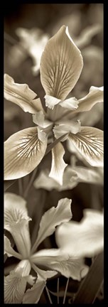 Framed Florison 68 Print