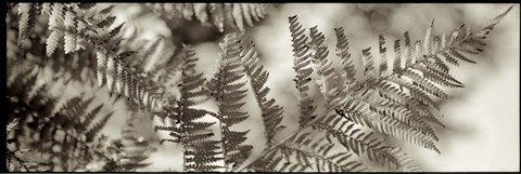 Framed Florison 101 Print