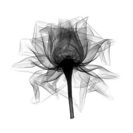 Framed Rose,Open #2 X-Ray Print