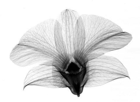 Framed Dendrobium On Back  X-Ray Orchid Print