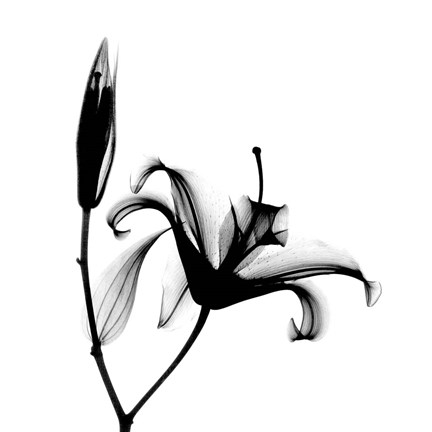 Framed Lily  + Bud X-Ray Print