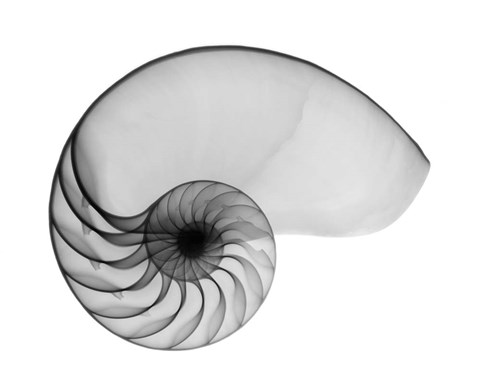 Nautilus Shell Lite X Ray Fine Art Print By Bert Myers At Fulcrumgallery Com