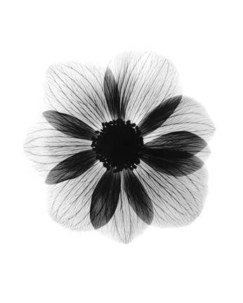 Framed Anemone  X-Ray Print