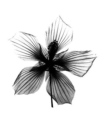 Framed Hibiscus, Texas Star X-Ray Print