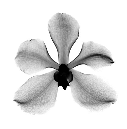 Framed Orchid #3 X-Ray Print