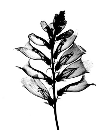 Framed Foxglove #1 X-Ray Print