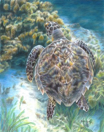Framed Swimming Turtle Print