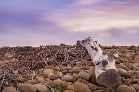 Framed Driftwood View Print