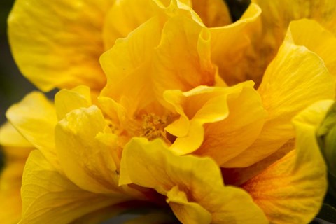 Framed Hibiscus Folds Print