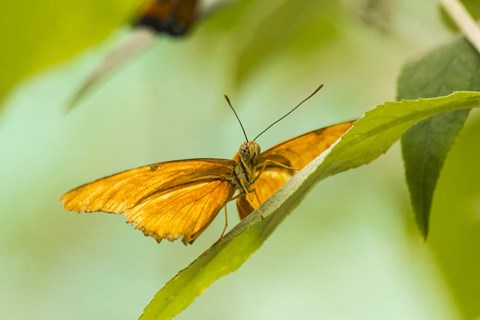 Framed Lookout Print