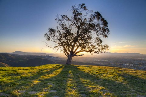Framed Tree Shadows Print