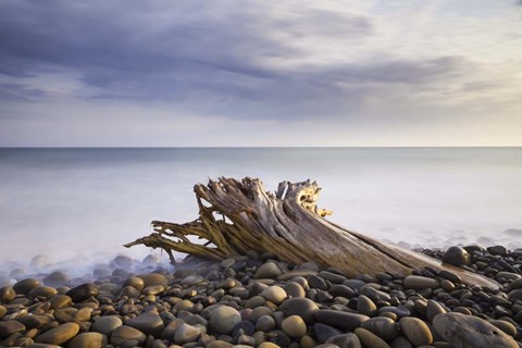 Framed Stumped Print