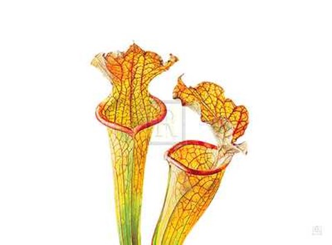 Framed Rosie Sanders - Pitcher Plants II [Ed 99] Print