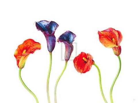 Framed Rosie Sanders - Purple and Mango [Ed 99] Print