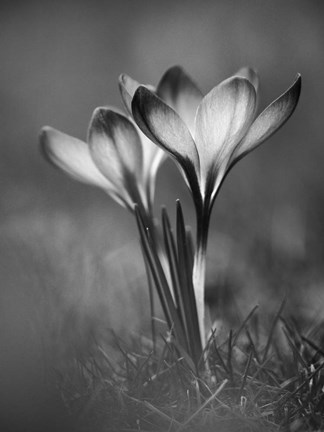 Framed Crocus BW Print