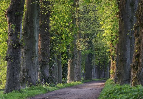 Framed Light Green Forest Road Print