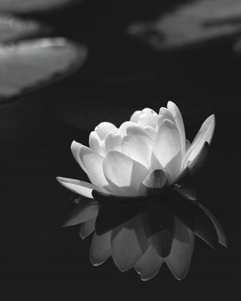 Framed Water Lily BW Print