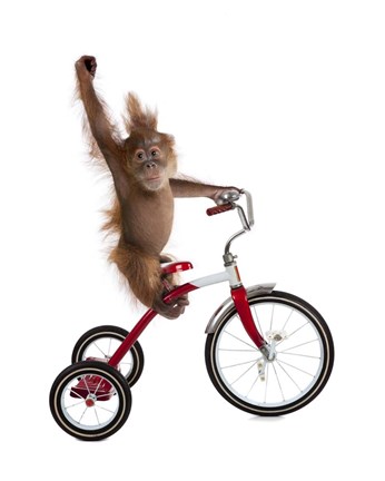 Framed Monkeys Riding Bikes #2 Print