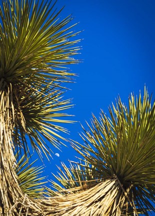 Framed Dessert Trees Print