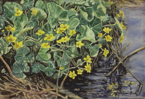 Framed Marsh Marigolds Print