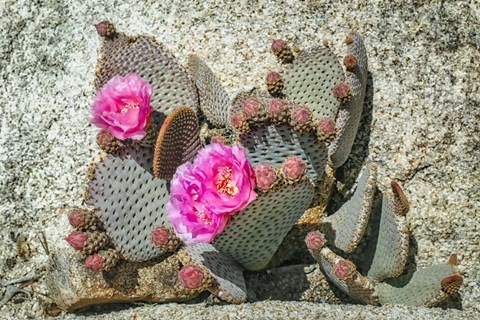 Framed Pink Desert Flower Print