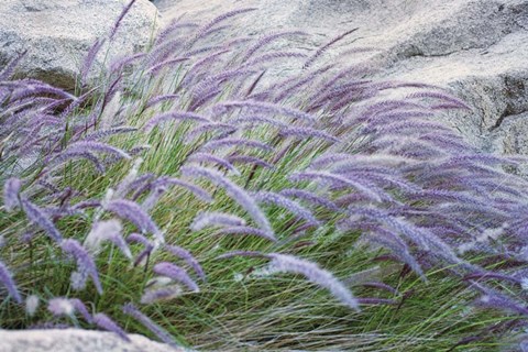 Framed Purple Wild Grass II Print