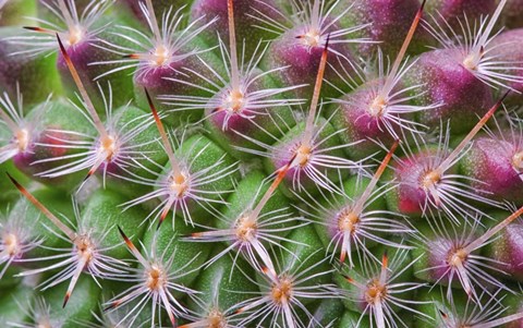 Framed Cactus II Print