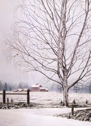Framed White Birch Print
