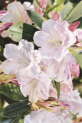 Framed Morning&#39;s Glory Print