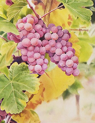 Framed Fresh From The Vine Print