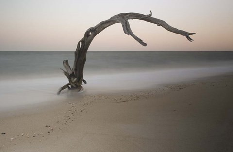 Framed Anthropomorph Print