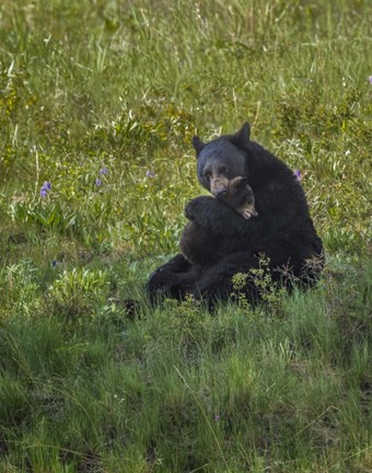 Framed Black Bear Hugging Cub Print