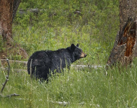 Framed Black Bear Sow Watching Cubs Print
