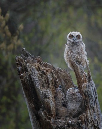 Framed Great Horned Owlets Print