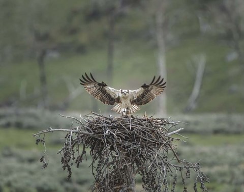Framed Osprey Lands on Nest With Chick Print