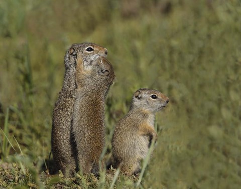 Framed Ground Squirrel Baby Kisses Mom Print