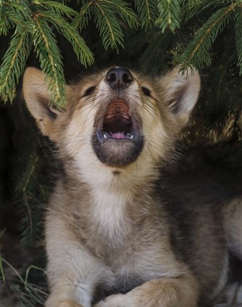 Framed Wolf Pup Howls Print