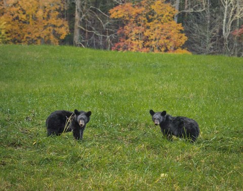 Framed Black Bear Cubs Print